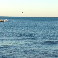TonyDaBear (@tonydabear67) 's Twitter Profile