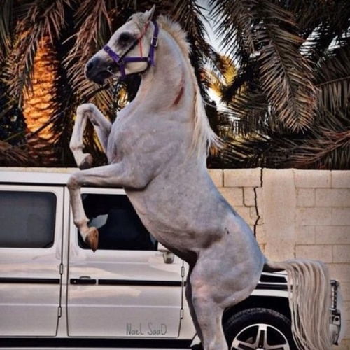 BelmQLob's profile picture. اخيراً اكتشف إن قراءة التغريده اكثر راحتاً من كتابتها