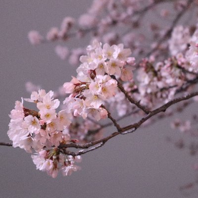 sotaro_kanazawa's profile picture. Master’s Student in Computer Vision & Graphics @UTokyo_News_en