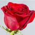 Romantic couple (@faresdreamsss) Twitter profile photo Romantic couple (@faresdreamsss) Twitter profile photo