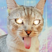 microplastic cat (plastic/acc)(@MicroplasticCat) 's Twitter Profile Photo