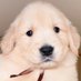 コロッケの飼い主 ゴールデンレトリバー1歳 (@koro11_18) Twitter profile photo コロッケの飼い主 ゴールデンレトリバー1歳 (@koro11_18) Twitter profile photo