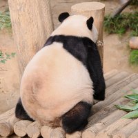 바오네 만두가게 🥟 (@mandoo_bao) 's Twitter Profile