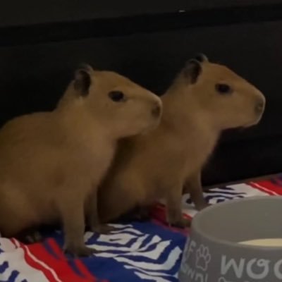 bigounce036's profile picture. 