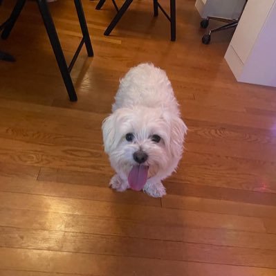 KappesMaltese's profile picture. Ich bin Der Kappes: Schauspieler und leckerli Genießer- Instagram: @kappes_the_maltese Die Genuss Bringer!