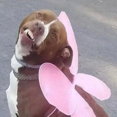 bitoque & lana del rey fan account