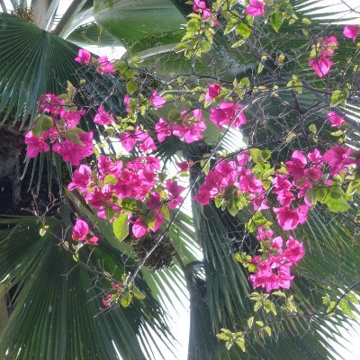 どの花もそれぞれの時期に咲きます
花のようになりましょう – 愛されるためには、まず愛しなさい。
💖💖🌱