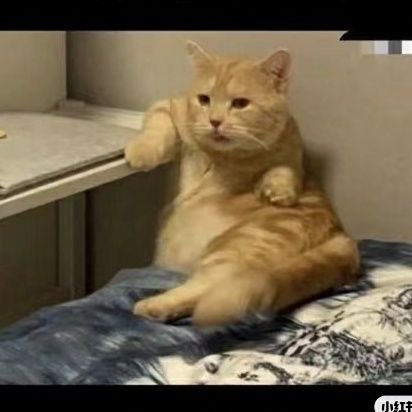 0xcd6666's profile picture. about;blank