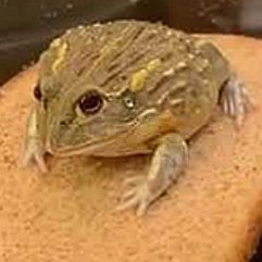 derpthelordofb1's profile picture. send any and all death threats to my discord, derpthelordofbread#6799