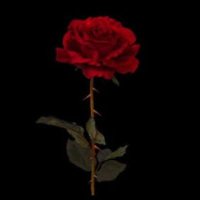 Kay Dibbert (@kdibbert64486) 's Twitter Profile