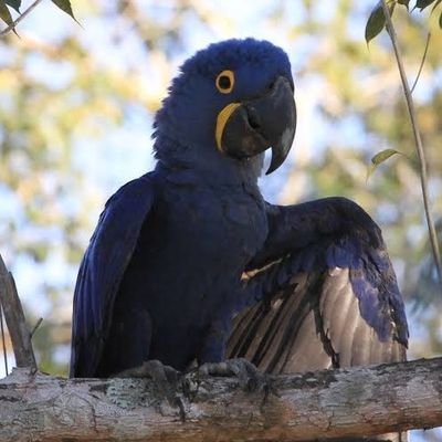 The black macaw