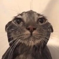 Gregg Ritchie (@greggritch72213) 's Twitter Profile