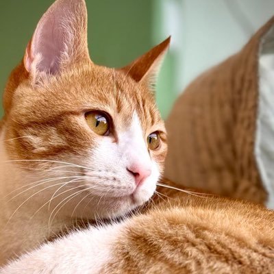 yifat_hausirer's profile picture. Lifetime experience