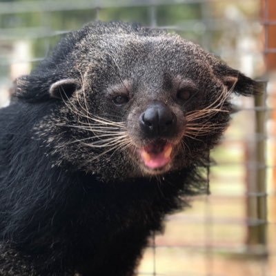 Daily Binturong (@dailybinturong) / X