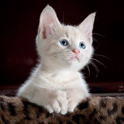 Divyanshupatel_'s profile picture. Full Stack Mobile Developer
