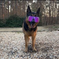 Andre Lesch (@andrelesch85184) 's Twitter Profile