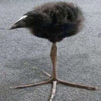 Wild Level 5 Hoothoot (@linguinispain) 's Twitter Profile
