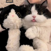 𝕤𝕪𝕓_𝕤𝕞𝕜 (@jenniferne58389) 's Twitter Profile Photo