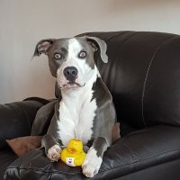 Hazel Kerluke (@hazelk29121) 's Twitter Profile