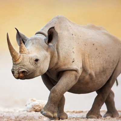 ezadin13's profile picture. 