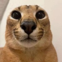Andres Neira (@dyalol01) 's Twitter Profile