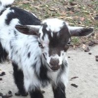 Brice Lowe (@brice_lowe1328) 's Twitter Profile