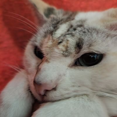 Jose658さんのプロフィール画像