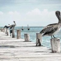 Michelle Hartmann (@hartmann53054) 's Twitter Profile