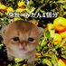 mikan 💌🎲 (@1000_mikan) Twitter profile photo mikan 💌🎲 (@1000_mikan) Twitter profile photo