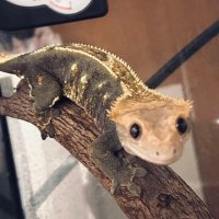 さつき (@vankulture) 's Twitter Profile