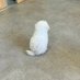 白く、柔らかな犬 (@hkr_jgimsld) Twitter profile photo
