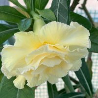 Marcelo Anderson (@marceloand26104) 's Twitter Profile