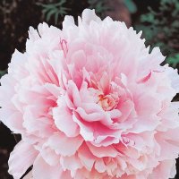 Desiree Cronin (@cronindesi1309) 's Twitter Profile
