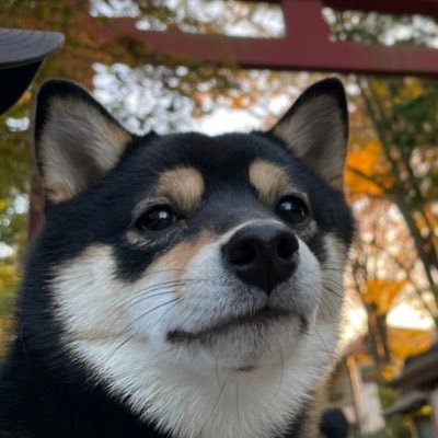 黒豆柴犬「こまめ」のつぶやきワン！2020年10月14日生まれワン！自然とか山とか空がだいすきワン!！#空 #何気ない風景 #しばいぬ #柴犬 #豆柴 #柴犬のいる暮らし