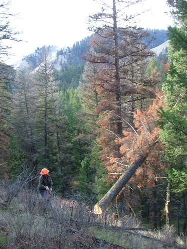 A veteran industrial forester in Montana and was Senator for SD43, who believes Montana's future was also its past: management & wise use of its resources!