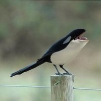 Lennie Bartell (@lenniebart57508) 's Twitter Profile