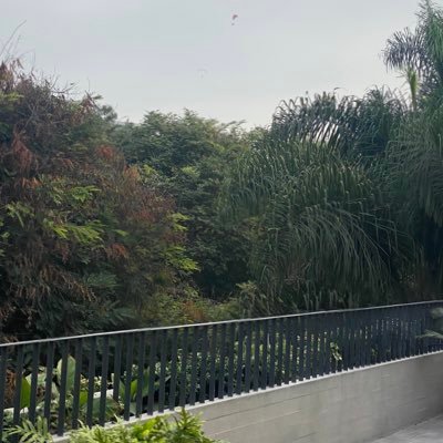 velardejorge's profile picture. 