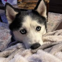 Violet Hudson (@violeth20101) 's Twitter Profile
