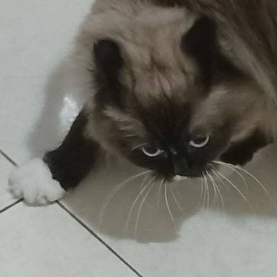 meimeijele's profile picture. ingus