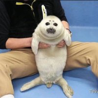 farty mcpoop (@reigendog) 's Twitter Profile