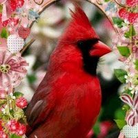 Cardinal Redbird(@CardiRedBird) 's Twitter Profileg