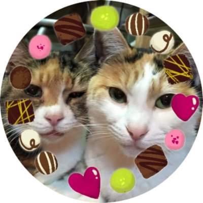 mikeneco3's profile picture. სოცუკაცუკი❤️旅・三毛猫・食・声楽❤️フランスに住んでました🇫🇷食ライター・栄養士免許所持・クラシックのユニットのヘアメイクをしてました🎻🎹✨えもりあん✨