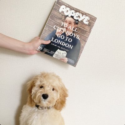 name_POPEYE's profile picture. 犬のポパイ(男の子)です🐶日々の日常を成長備忘録として投稿していきます。