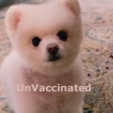 GraciaG0510's profile picture. Ultraconservative🙏 Christian✝️ IFB❤️