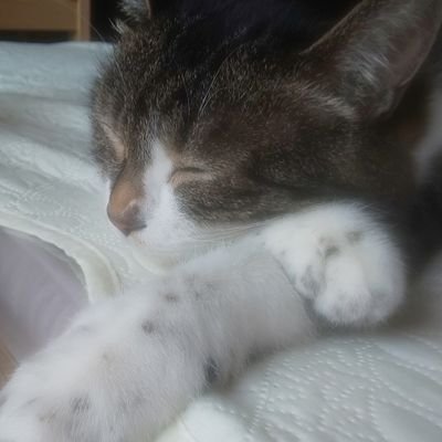 orin318522483's profile picture. 発信少なくリポスト多めです。
気になった方々を無言で申し訳ありませんがフォローさせて頂いてますm(_ _)m
有識者及び皆様のお陰で情弱だった私からの脱出できNO枠です
有難うございます。
#パンデミック条約反対
#WHO脱退