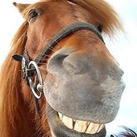 Joan Bernhard (@bernhardjo63246) Twitter profile photo