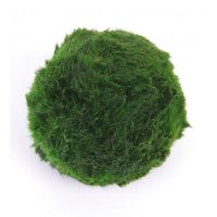 해조류 (@_6666660) 's Twitter Profile Photo 해조류 (@_6666660) 's Twitter Profile Photo