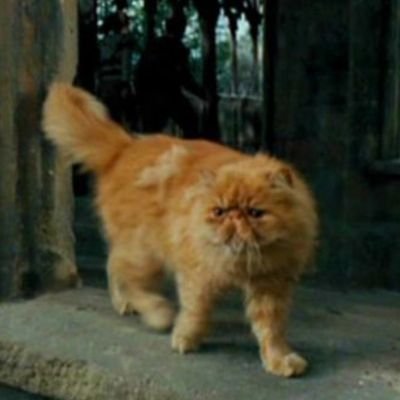 The original Grumpy Cat.
Wormtail is my enemy. Deadpan is my friend.