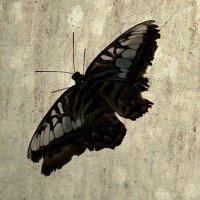 𝑀𝒾𝓈𝒽𝓀𝒶 (@mishmemayb) 's Twitter Profile Photo