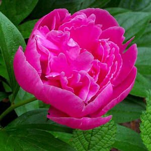 tuscanysky's profile picture. מה שהייתי רוצה להיות : פיראטית בקריביים , מציאות : עוד בורג בהייטק